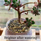 10LB Pea Gravel for Landscaping,1/4 Inch Aquarium Gravel. Decorative River Rocks for Fish Tank Succulent Vase Cactus Bonsai Plant Soil Cover and Outdoor Landscaping Rocks