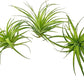 Live Air Plants - Tillandsia Geminiflora 1-3" - 3ct – ragnaroc Live Indoor Plant - Live Arrival Guaranteed - House Plants for Home Decor & Gift