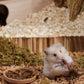 Niteangel Small Animal Snack & Treats - Small Critter Natural Treat for Dwarf Syrian Hamsters Gerbils Mice Sugar Glider Hedgehogs Chickens Birds (Freeze-Dried Grasshopper)