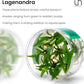 Ultum Nature Systems Lagenandra Meeboldii 'Red' Tissue Culture Live Plant for Aquarium, Freshwater Fish Tank, Aquascaping - 100% Snail Free in Vitro