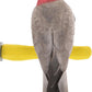Comfort Grip Safety Perch for Bird Cages - Pedicure Perch for Birds to Keep Nails and Beaks in Top Condition - Safe Easy to Install Bird Cage Accessories - M 8.5"