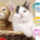 16 PCS Cute Cat Collars Breakaway with Bell for Boy Cats and Girl Cats Gifts (#5-Multicolor Plaid)