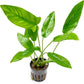 Live Plants – Anubias Hastifolia (Anubias hastifolia) – Low to Moderate Light, Medium to Dark Green Arrow-Shaped Leaves, Midground to Background Tank Placement - Pot, 3 Pack