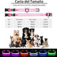 PcEoTllar Light up Dog Collar for Night Walking - LED Dog Collar Light Rechargeable Color Changing, Glow in The Dark Dog Collars Waterproof Glowing Dog Collars for Large Small Medium Dogs