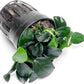 Anubias Live Aquarium Plants - Potted Freshwater Plant for Fish Tanks, Terrariums - Beginner Friendly Low Light (Barteri Petite Round, 1 Pot)