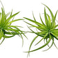 Live Air Plants - Tillandsia Geminiflora 1-3" - 2ct – ragnaroc Live Indoor Plant - Live Arrival Guaranteed - House Plants for Home Decor & Gift