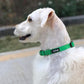 Hyhug Solid Color Nylon Martingale Collar, Heavy Duty Escape-Proof Pup Dog Collar. (Small, Lime Green)