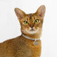 Safety Cat Collar and ID Tag Set - Elastic Quick Release Non Breakaway Personalized Anodized Aluminum Engraved Pet Name Tag, Lightweight for Kitten Small Large Cats