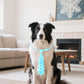 PET SHOW 10 Pack Winter Big Dog Ties Neckties for Extra Large Breed Dogs XL Adjustable Neck Ties Girl Boy Pets Snowflake Costumes Dog Grooming Accessories Holiday Party Gift Favor
