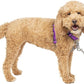 PetSafe 3 in 1 Dog Harness - No Pull Solution for Dogs - Reflective Dog Harness - Front D-Ring Clip Helps Stop Pulling - Comfortable Padded Straps - Top Handle Enhances Control - Plum - Small