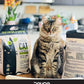 PeKoe All-Natural Odor Control & Clumping Cat Litter with Bamboo and Tea, 6-lb Bag (Pack of 1)