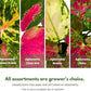 BubbleBlooms Aglaonema Assortment 2 inch Set of 4