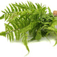 JIHAQUA Lifelike Reptile Tank Plant Decor - Realistic Artificial Plastic Plant for Terrariums and Pet Enclosures (Style B)