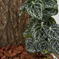 Reptile Plants for Terrarium, Amphibian Habitat Decor Artificial Hanging Plants with Suction Cup - Fake Anthurium Crystallinum