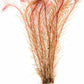 Live Aquarium Red Stem Plants - Freshwater Aquatic Plant for Fish Tanks, Aquascaping - (Rotala Wallichii, 4 Bunches)