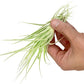 Live Air Plant - Tillandsia Gardneri 5-7” - ragnaroc Rare Collectors Indoor Tropical Plant - Live Arrival Guaranteed - House Plants for Home Decor & Gift