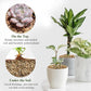 2 lbs Maifanitum Stones for Succulent,1/4 Inch Decorative Rocks for Indoor Plants, Bonsai, Soil Cover. Small Stone of Lightweight for Promote Soil Root Growth, Water Drainage and Plant Growth