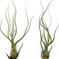 Live Air Plants - Tillandsia Butzii, Jumbo 7-9" - 2ct - Live Arrival Guaranteed - House Plants for Home Decor & Gift