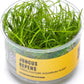 Ultum Nature Systems Juncus Repens Tissue Culture Live Plant for Aquarium, Aquascape, Freshwater Fish Tanks - 100% Snail Free in Vitro