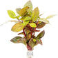 Live Aquarium Stem Plants - Freshwater Aquatic Plant for Fish Tanks, Aquascaping - (Alternanthera Red Broad Leaf, 1 Bunch)