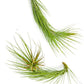 Air Plants - Tillandsia Funckiana Hybrid, Large 5-7" - 2ct - Live Arrival Guaranteed - House Plants for Home Decor & Gift