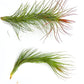 Air Plants - Tillandsia Funckiana Hybrid, Large 5-7" - 2ct - Live Arrival Guaranteed - House Plants for Home Decor & Gift
