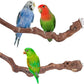 2 pcs 9.8 inch Bird Perches Stand Natural Wood Bird Perches, Birdcage Wood Stand Tree Perches for Birds Cockatiels Parrots Conures Macaws Finches(2PCS 9.8" Length)