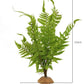 JIHAQUA Lifelike Reptile Tank Plant Decor - Realistic Artificial Plastic Plant for Terrariums and Pet Enclosures (Style B)