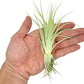 Live Air Plant - Tillandsia Gardneri 5-7” - ragnaroc Rare Collectors Indoor Tropical Plant - Live Arrival Guaranteed - House Plants for Home Decor & Gift