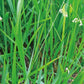 Aromatics International Sweet Grass Hydrosol 100ml | Fresh Aromatic Spray for Home Spaces