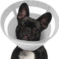 SAWMONG Soft Dog Cone for Small Dogs, Adjustable Pet Recovery Collar to Stop Licking, Comfy Elizabeth E-Collar for Dogs After Surgery Alternative (S,Grey)
