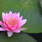 Live Hardy Water Lily Tubers Rhizomes Bulb Seed Nymphaea Aquatic Pond Plants Water Gardens Pre-Grown Flower in White Pink Red Yellow Orange Blue Purple (1, Pink Hardy Pond Lily)