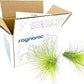 Air Plants - Tillandsia Andreana, Large 4-6" - 2ct - Live Arrival Gauranteed - House Plants for Home Decor & Gift