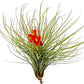Air Plants - Tillandsia Andreana, Large 4-6" - 1ct - Live Arrival Gauranteed - House Plants for Home Decor & Gift