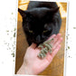 Meowijuana | Dried Catnip Buds Jar | Premium Organic Catnip | Grown in North America | Perfect for Cat Toys | Fresh Catnip for Extended Playtime | Elevate Your Cat's Enjoyment