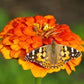 Insect Lore Butterfly Farm - Live Cup of 5 Caterpillars, Reusable Habitat, STEM Butterfly Activity Journal & Supplies - Grow, Observe and Release Painted Lady Butterflies