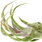 Air Plants - Tillandsia Pruinosa, Large 3-5" - 2ct - Live Arrival Guaranteed - House Plants for Home Decor & Gift