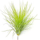 Air Plants - Tillandsia Andreana, Large 4-6" - 2ct - Live Arrival Gauranteed - House Plants for Home Decor & Gift