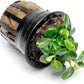 Anubias Live Aquarium Plants - Potted Freshwater Plant for Fish Tanks, Terrariums - Beginner Friendly Low Light (Stardust Mini, 1 Pot)