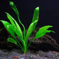 Potted Live Aquarium Plants | Freshwater Aquatic Plants for Aquariums (Amazon Sword, 3 Pack)