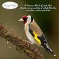 Finch Blend Bird Food - Mix of Sunflower Hearts/Kernels and Nyjer, 5 Pounds - No Grow Seed - For Wild Birds