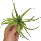 Air Plants - Tillandsia Brachycaulos Multiflora, Jumbo 5-7" - 1 ct - Live Arrival Guaranteed - House Plants for Home Decor & Gift