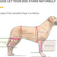 Dog Hip Support Brace – Rear Leg Lift Harness for Mobility & Post-Surgery Recovery, with Chest Straps and Adjustable Elastic Buckles, Customization