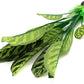 ALEGI Silk Aquarium Plants, 12 Inch Artificial Silk Plants Decorations for Fish Tank,Aquarium Décor Plastic Plants (Green with Stripes, 2 Pack)