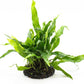 Java Fern Live Aquarium Plants – Windelov, Narrow Leaf & More– Easy Aquascaping Plants for Freshwater Tanks, Low Light, No CO₂ (Java Fern Petite on Nutripad)