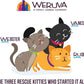 Weruva Cats in The Kitchen, Pumpkin Jack Splash with Tuna in Pumpkin Soup Cat Food, 3oz Pouch (Pack of 12)