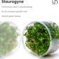 Ultum Nature Systems Staurogyne Repens Tissue Culture Live Plant for Aquarium, Aquascape, Freshwater Fish Tanks - 100% Snail Free in Vitro
