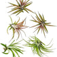 Air Plants - Tillandsia Brachycaulos Abdita, Large 4-6" - 5 ct - Live Arrival Guaranteed - House Plants for Home Decor & Gift