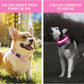 PcEoTllar Light up Dog Collar for Night Walking - LED Dog Collar Light Rechargeable Color Changing, Glow in The Dark Dog Collars Waterproof Glowing Dog Collars for Large Small Medium Dogs