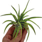 Air Plants - Tillandsia Brachycaulos Abdita, Large 4-6" - 1 ct - Live Arrival Guaranteed - House Plants for Home Decor & Gift